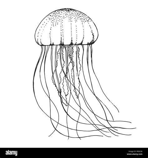 disegno meduse